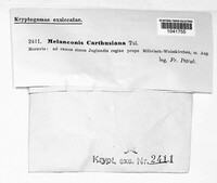 Melanconis carthusiana image